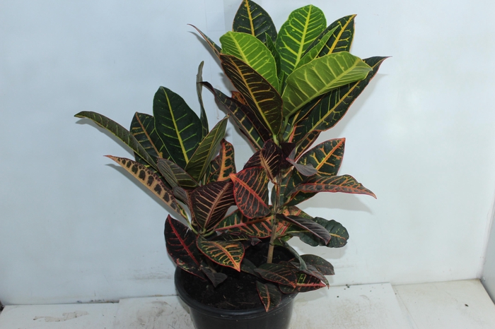 <h4>CROTON HIBRIDO PETRA P24</h4>