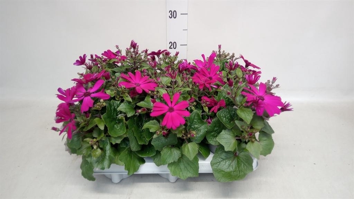 <h4>Senecio   ...</h4>