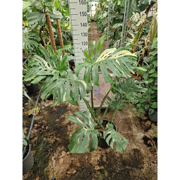 <h4>Monstera Deliciosa Thai Constellation XL</h4>