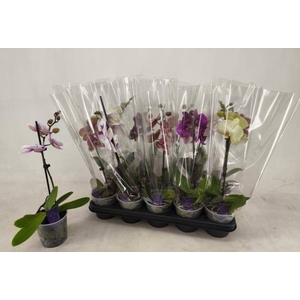 PHAL GEM