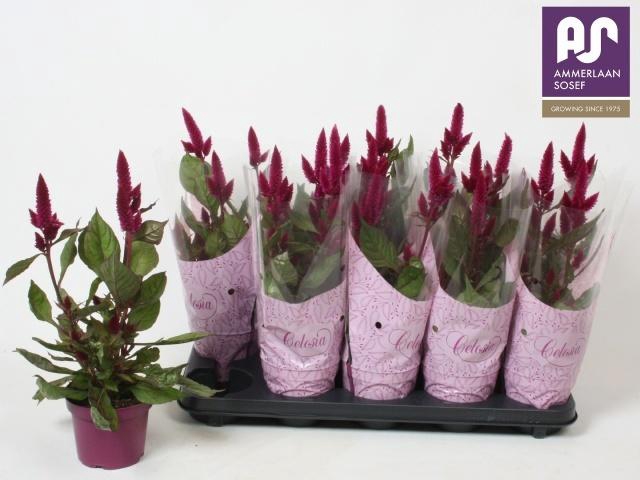 <h4>CEL DEEP PURPLE</h4>