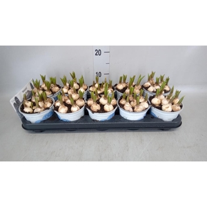 Muscari  'Big Smile'