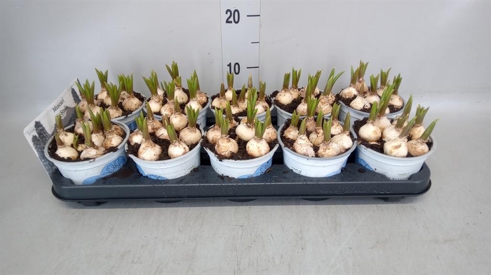 <h4>Muscari 'Big Smile'</h4>