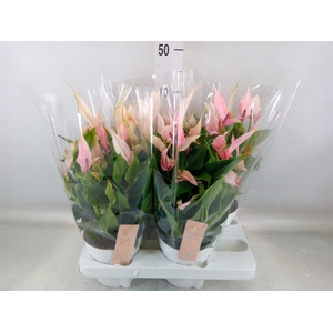 Anthurium andr. 'Lilli'