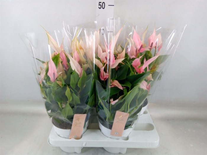<h4>Anthurium andr. 'Lilli'</h4>