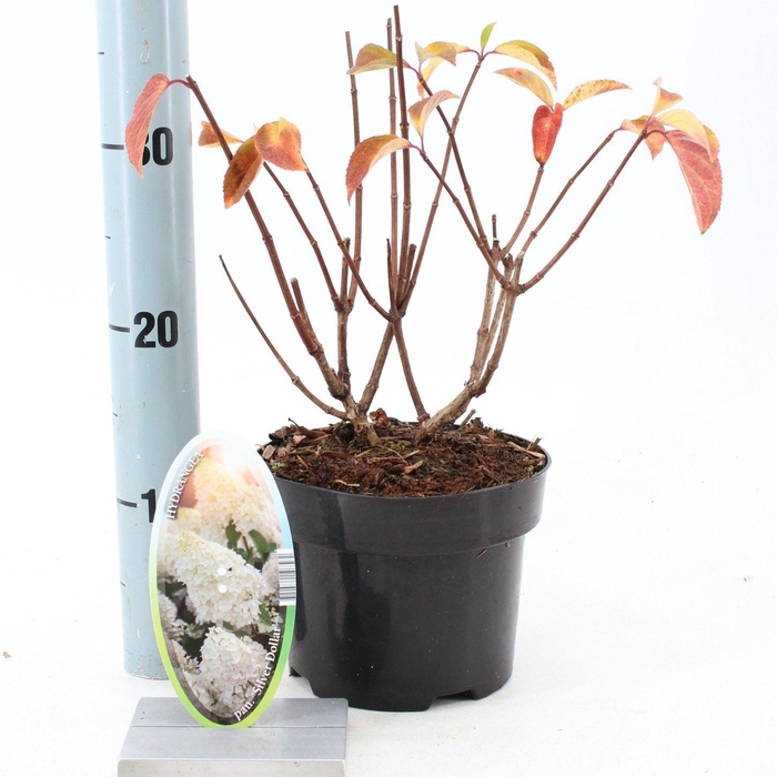 <h4>Hydrangea pan. ‘Silver Dollar’</h4>