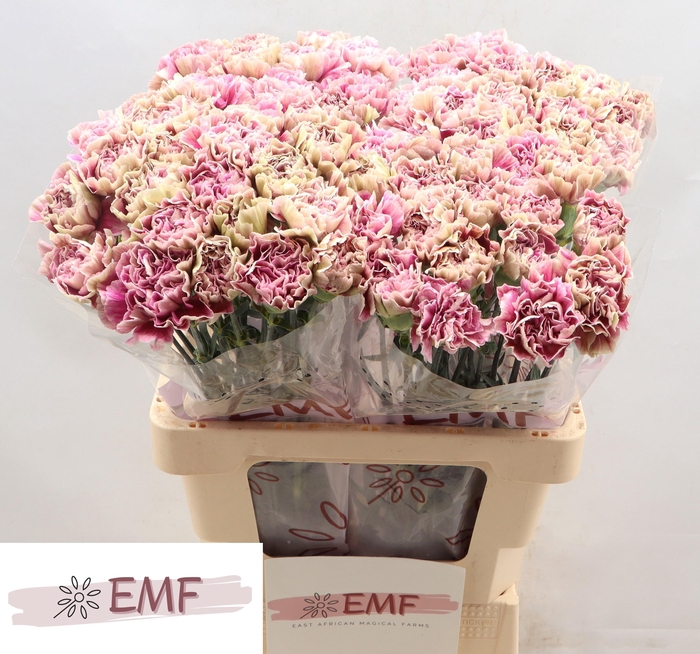 <h4>DI ST ANTIGUA</h4>