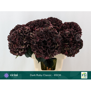 HYDR M MAG D RUBY CL