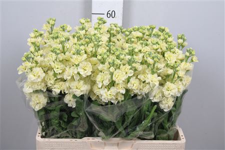<h4>Matth Stox Yellow</h4>