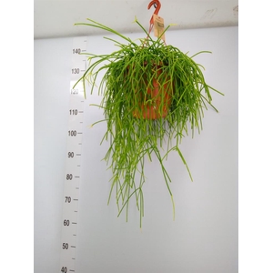 Rhipsalis   ...