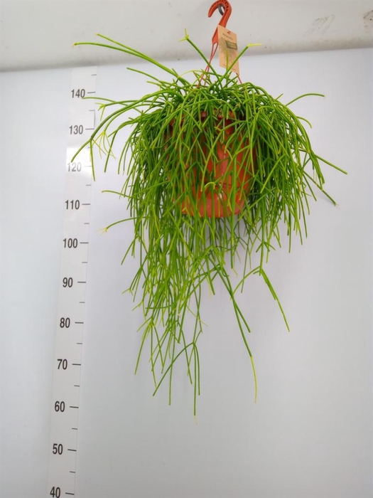 <h4>Rhipsalis   ...</h4>