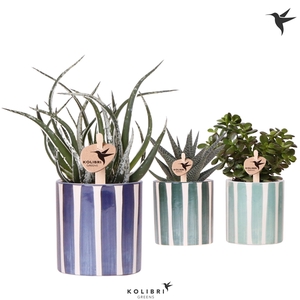 Kolibri Greens Succulenten mix in Painted Stripe pot blue mix