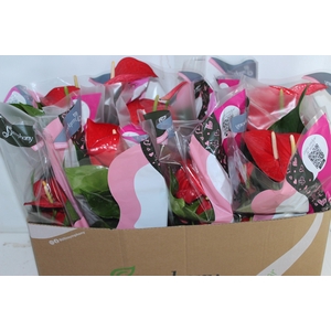 ANTHURIUM QUERIDA P15