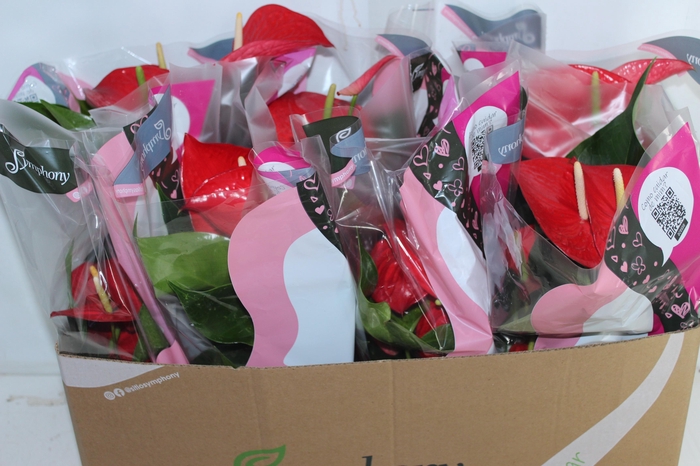 <h4>ANTHURIUM QUERIDA P15</h4>