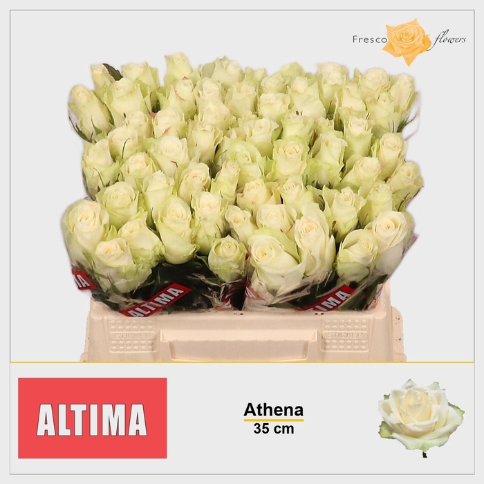 <h4>R GR ATHENA</h4>