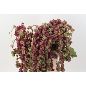 Amaranthus Cau Mira