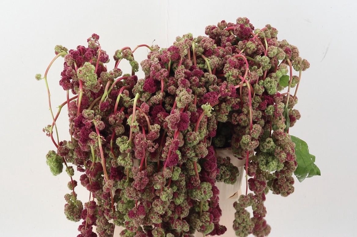 <h4>Amaranthus Cau Mira</h4>