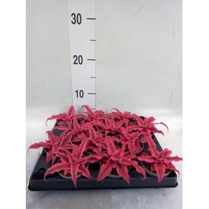 Cryptanthus   ...mix