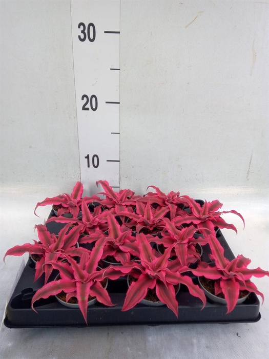 <h4>Cryptanthus   ...mix</h4>