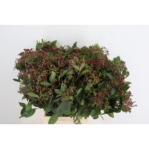VIBURNUM TINUS BERRY