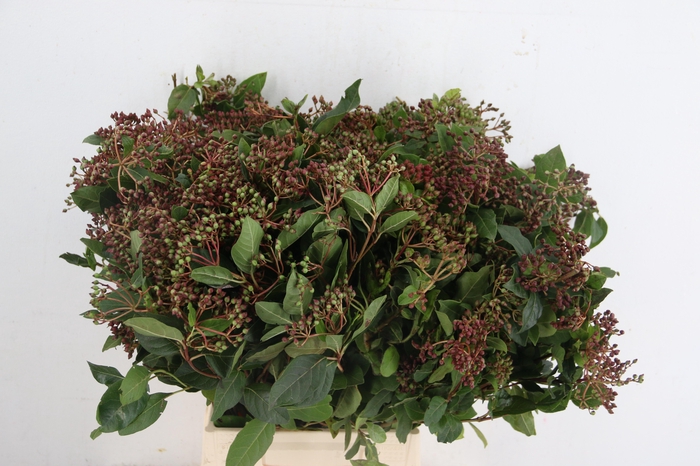 <h4>VIBURNUM TINUS BERRY</h4>