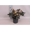 Helleborus Angel Glow