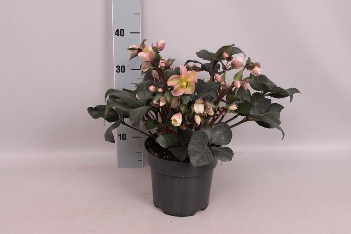 Helleborus Star of Passion