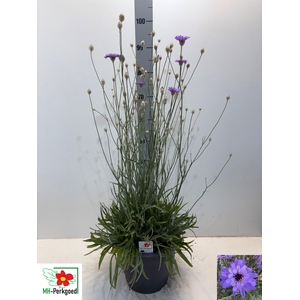CATAN CAERULEA