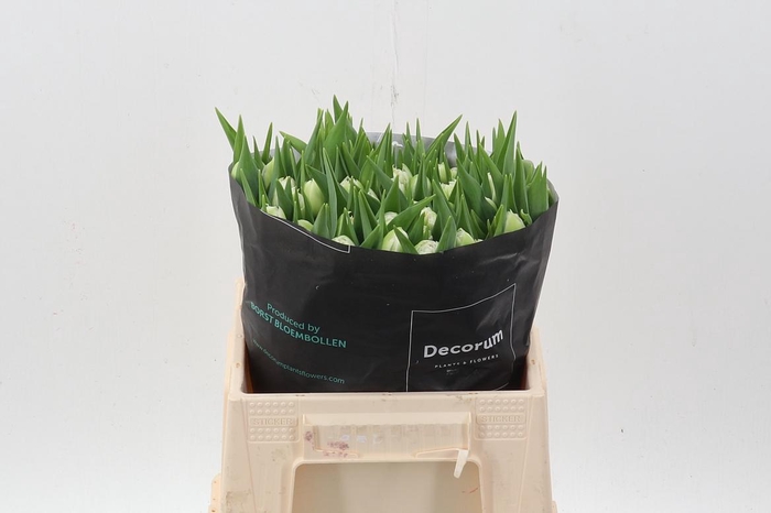 <h4>Tu Du Fortaleza</h4>