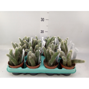 Cactus   ...hangingplants
