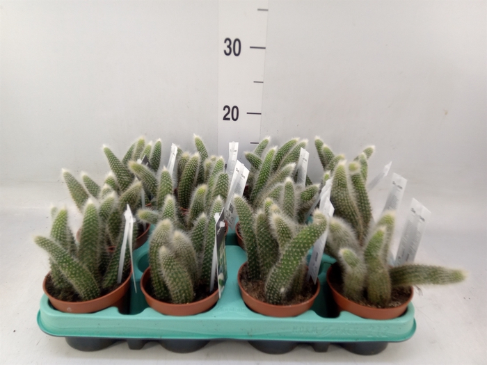 <h4>Cactus   ...hangingplants</h4>