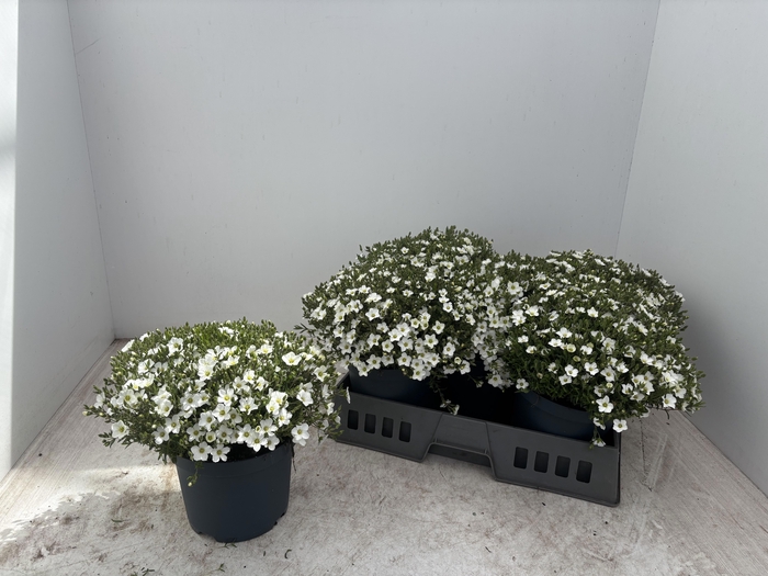 <h4>AREN MONTANA</h4>