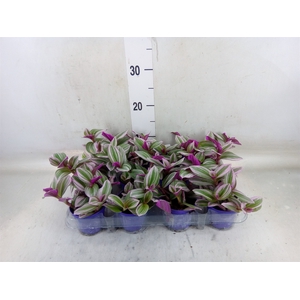 Tradescantia cerinth. 'Nanouk'