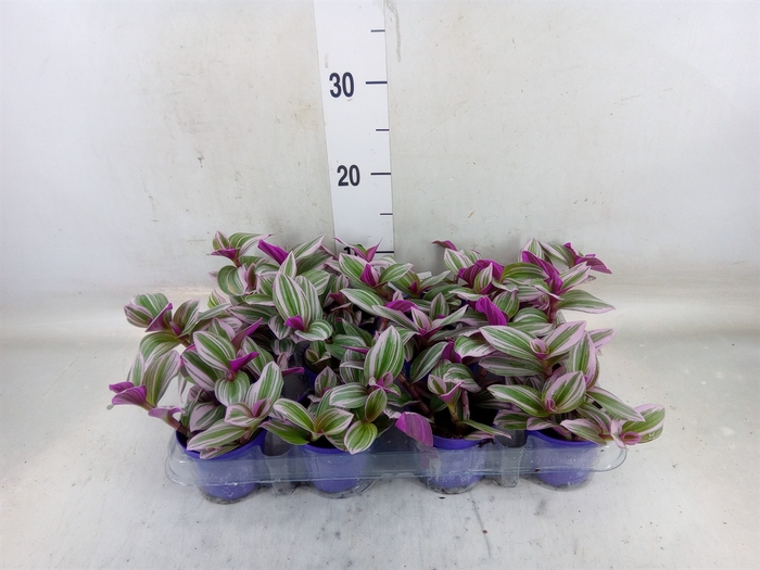 <h4>Tradescantia cerinth. 'Nanouk'</h4>
