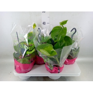 Epipremnum pinn.   HG  ...mix
