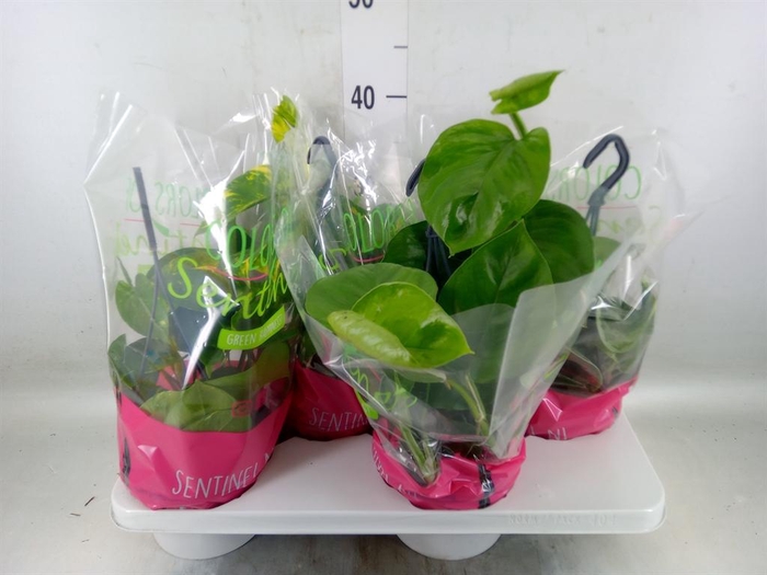 <h4>Epipremnum pinn.   HG  ...mix</h4>