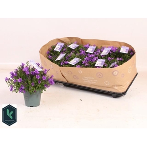 CAMP PORTENSCHLAGIAN