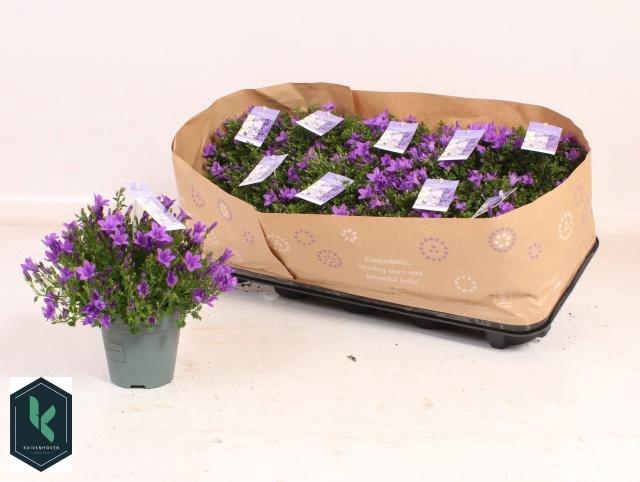 <h4>CAMP PORTENSCHLAGIAN</h4>