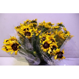 Rudbeckia Hi Sputnik