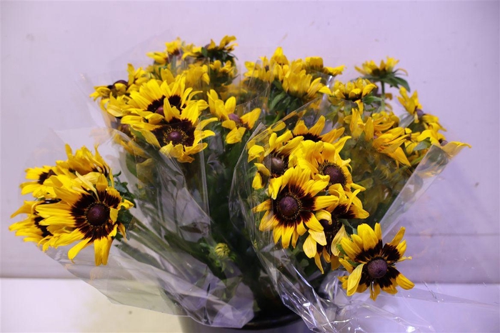 <h4>Rudbeckia Hi Sputnik</h4>