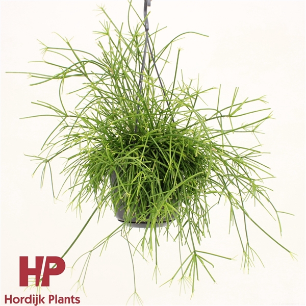 <h4>Rhipsalis baccifera 'Oasis'</h4>