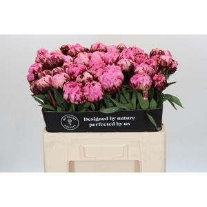 Paeonia The Fawn