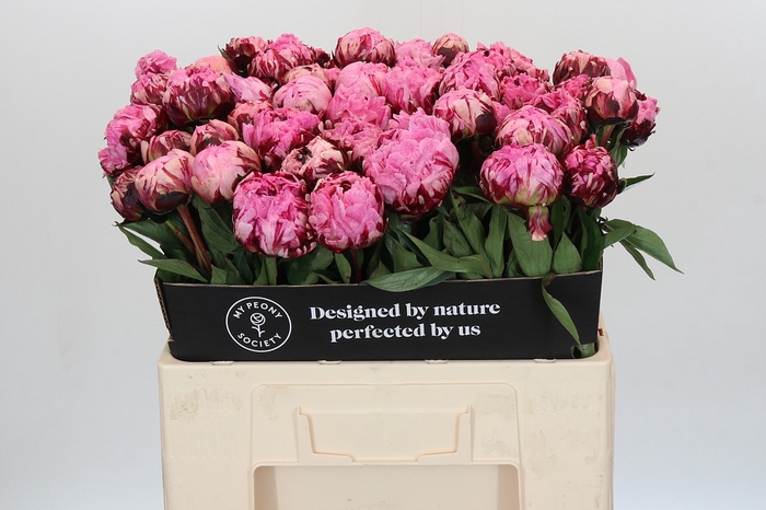 Paeonia The Fawn