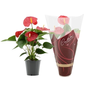 Anthurium Everio in Couture Diamond sleeve