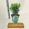 Euonymus japonicus Microphyllus