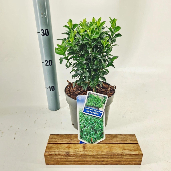 Euonymus japonicus Microphyllus