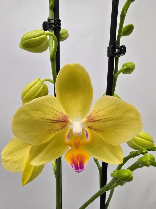 <h4>Limited 70 week 10</h4>