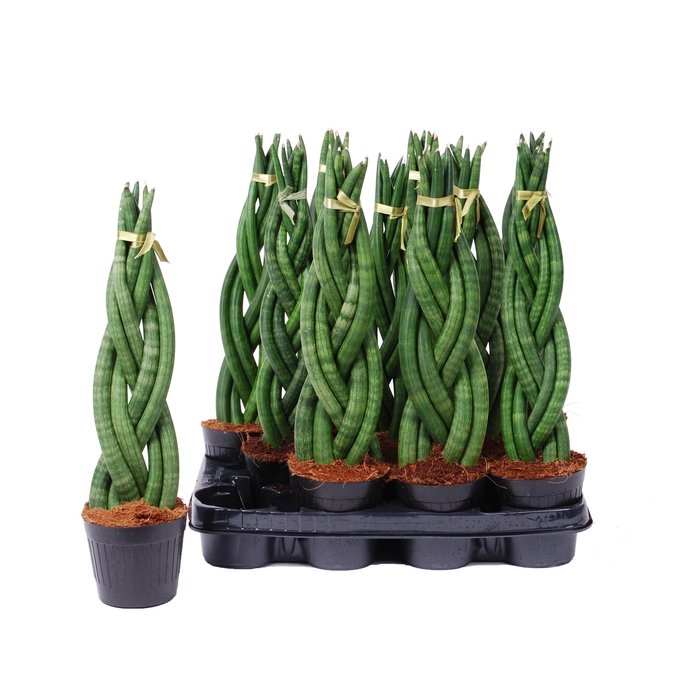 <h4>SANSEV CYLINDRICA OV</h4>