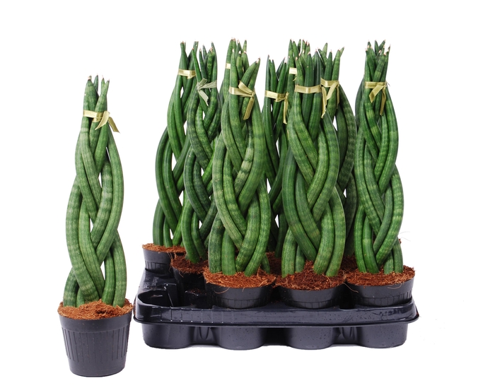 SANSEV CYLINDRICA OV