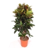 Codiaeum Petra